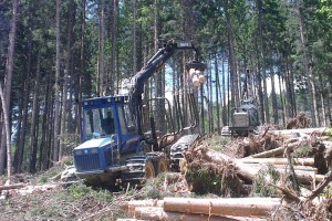 Forwarder pri nakladaní sortimentov, haluzina a vrchovce zatiaľ ponechané v poraste