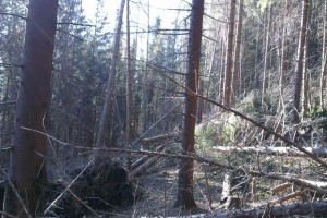 Roztrúsená kalamita zasiahla porasty vo viacerých lokalitách