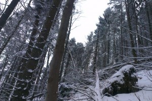 Roztrúsená kalamita – dolina Sestrč