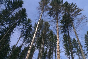 Vietor sa nevyhol ani hornej hranici lesa