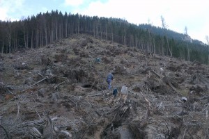 Zalesňovanie na Holých Žiaroch
